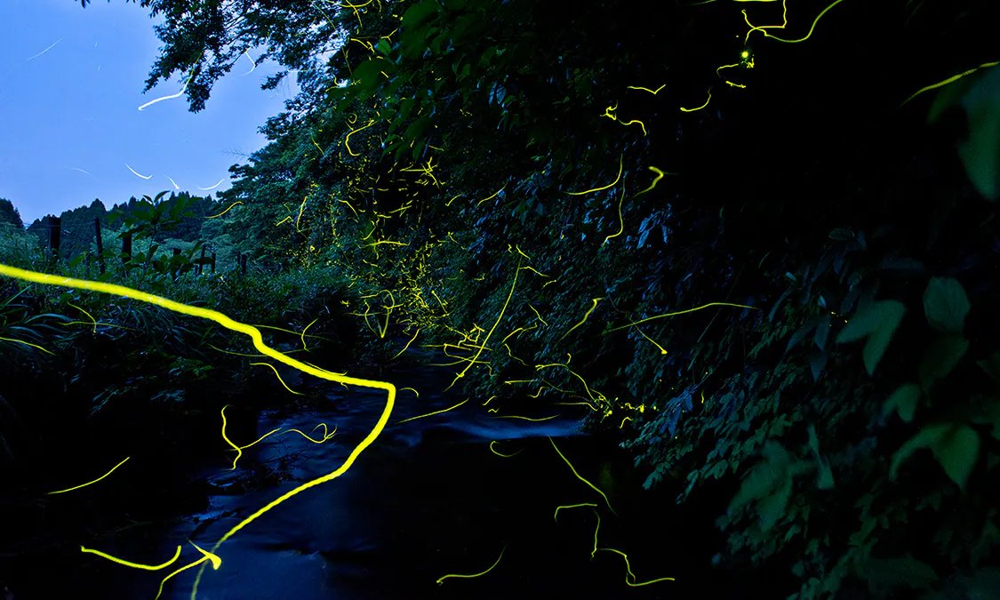 🏞️ 이데노야마 담수어 수족관 (이데노야마 단스이교스이조쿠칸) 이미지 8